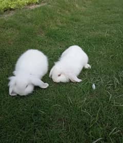 Holland lop baby rabbit