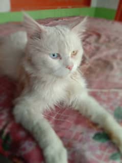 white Persian cat