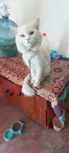 Cat persian