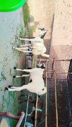 Desi goat for sale 2 dant khasi bakry 2025