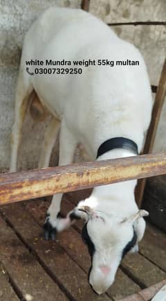 white mundra