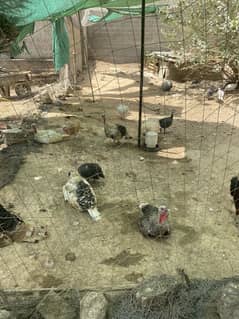 Turkey