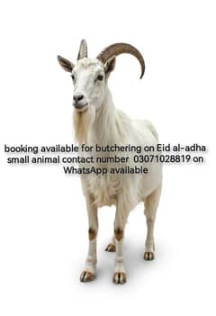 booking available in lohare  gote sheep