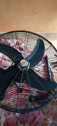 Royal Fan