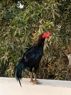 Thai