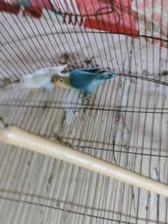 breeder pair exchange for aseel chicks