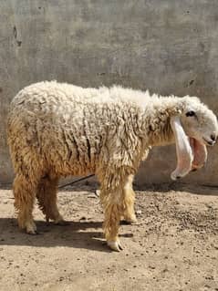 Sheep for 2025 qurbani