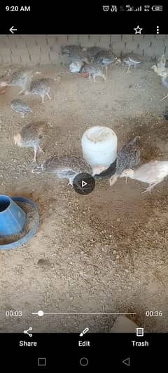 Turky chicks for sale
