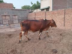 Sahiwal Wachi for sale