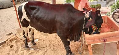2 Cows 2 danth bachai