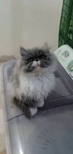 Persian