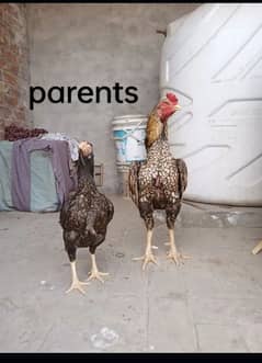 aseel murga or chicks