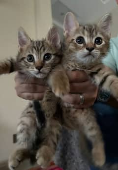 Tabby Kitten Pair for sale