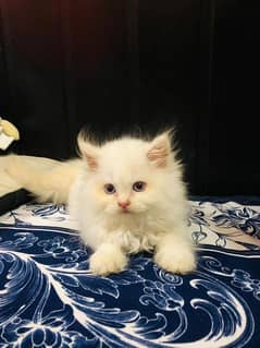 Himalayan