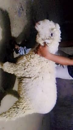 Selling my sheep Mundra Masha Allah active and healthy