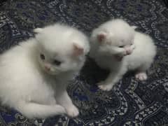 Persian kittens