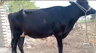 Cow For Sale 7 Month Prignite