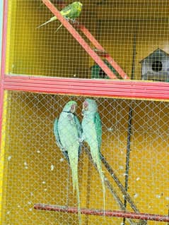 Adrican and Raw parrots