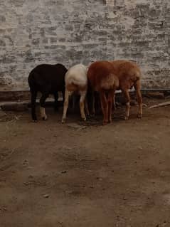 qurbani