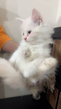 Persian