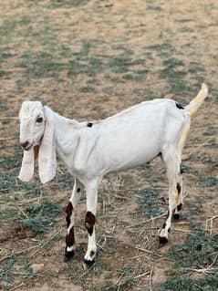 qurbani