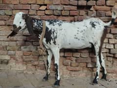 sale for Qurbani