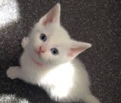 1 month kitten's