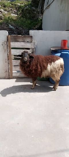 male sheep red and white color healty and strong