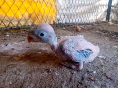 Ringneck