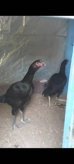 aseel murga or murgia jis bhai ny leni ho Whatsapp per raabta karain