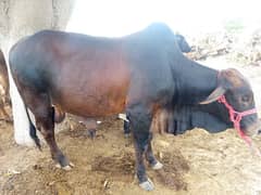Qurbani janwar