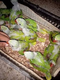 ringneck