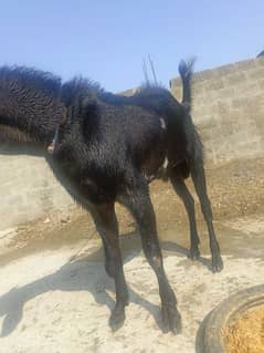 bakra sale for qurbani