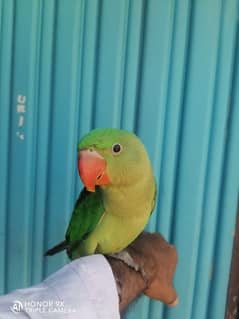 Raw Parrot (self eating)