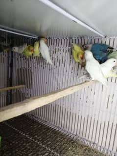 lovebird |crimino | albino red eyes | decino | albino | blue fischeri