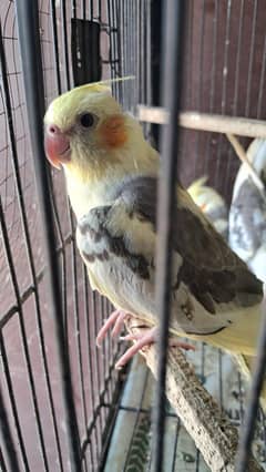 Eno pied cocktail/ cockatiel & v pied cocktail patha / chicks