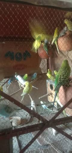 Austrailian Parrots