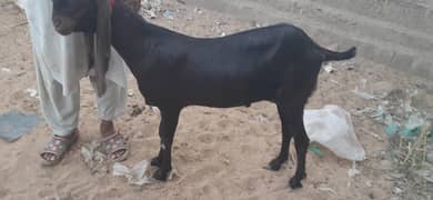 khassi