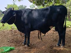 Qurbani Janwar