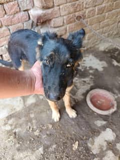 garman shepherd dog 6 month female