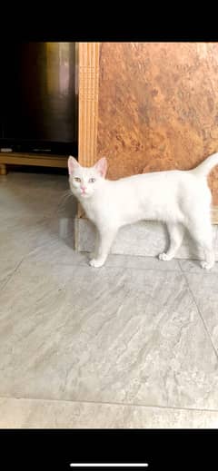 ODD eyes,persian cat single coat for sale