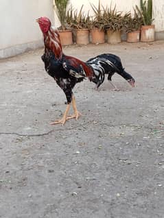 Shamo cross murga murgi