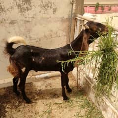 qurbani
