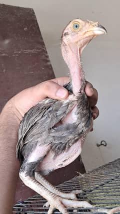 Sindhi Aseel chicks/ patha / bacha