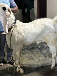 Bakra