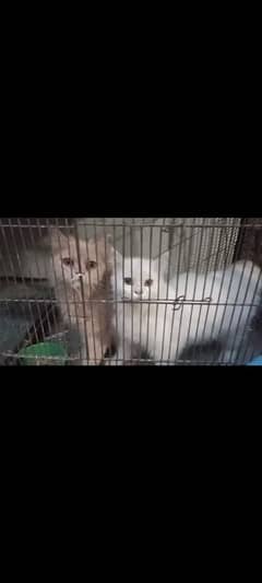 Persian cats