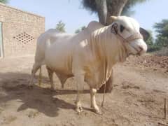 ghulabi