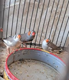 zebra finch breeder pairs bangalese society finches breeder pair