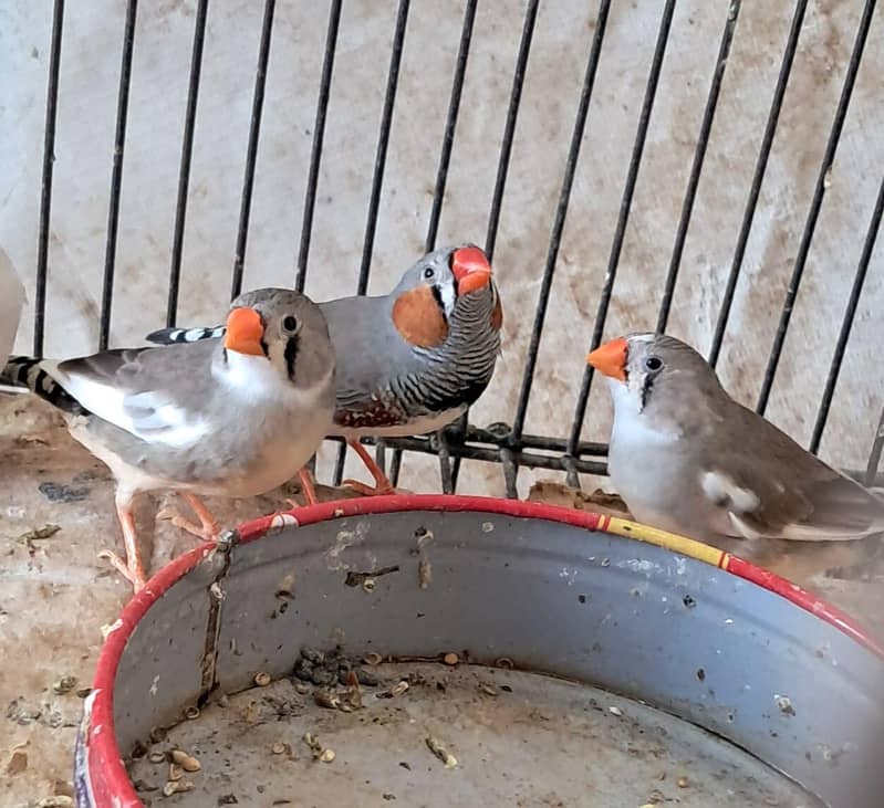 zebra finch breeder pairs bangalese society finches breeder pair 1