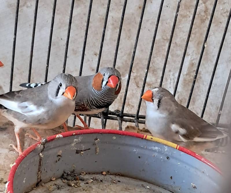 zebra finch breeder pairs bangalese society finches breeder pair 2